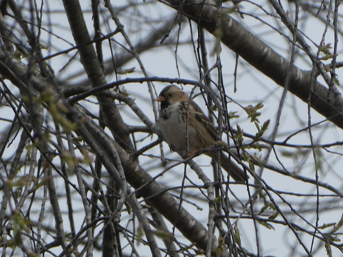 Harris's Sparrow - patty kirk