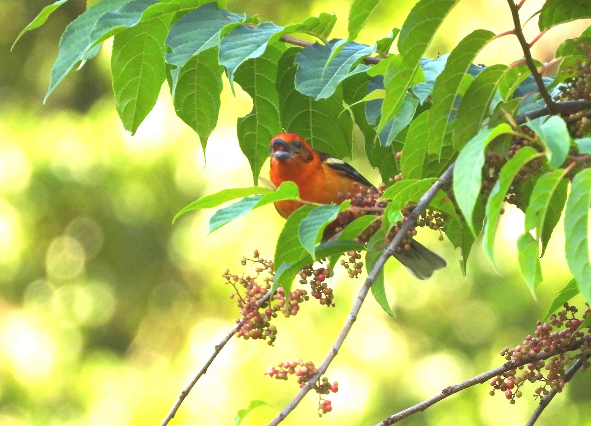 Flame-colored Tanager - ML615467517
