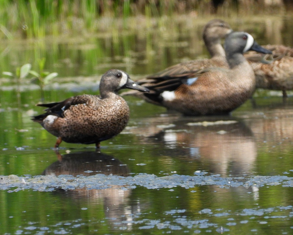 Blue-winged Teal - ML615467842