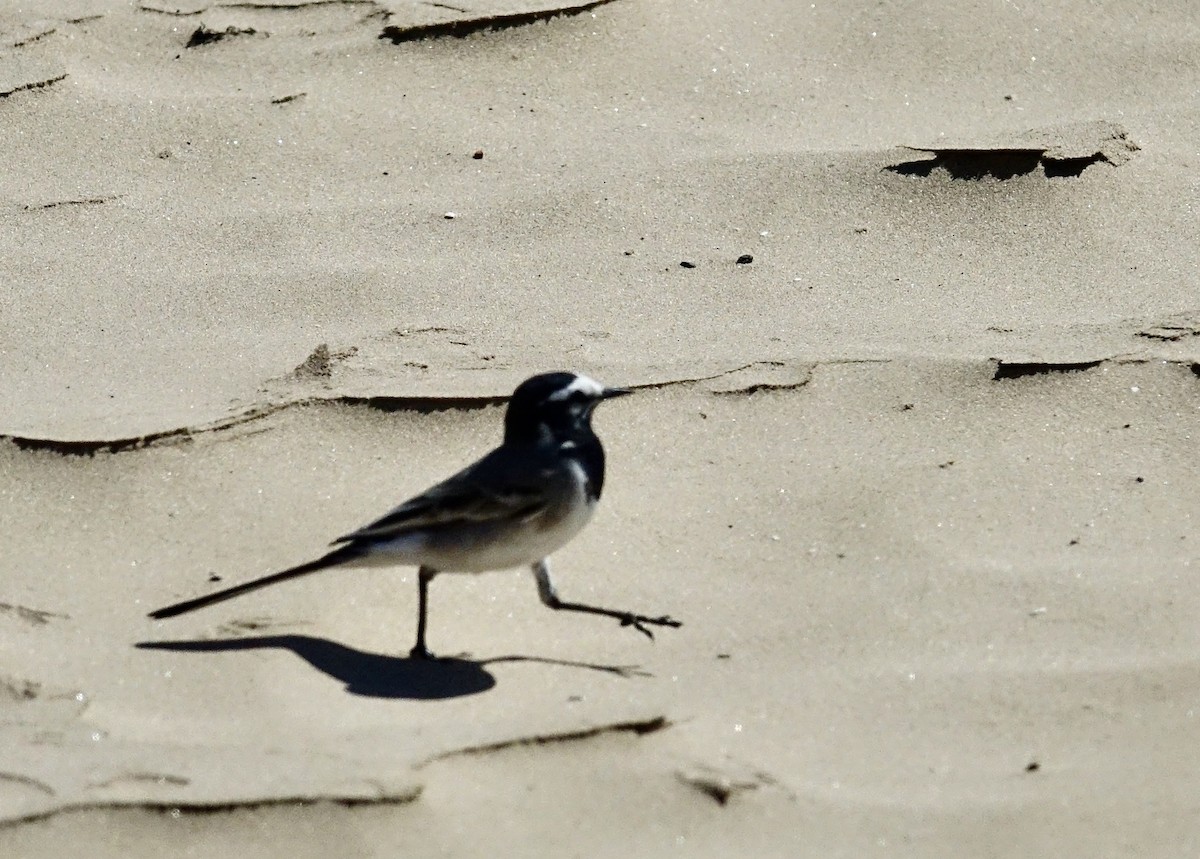 White Wagtail (Moroccan) - ML615467873