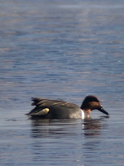 Green-winged Teal - ML615467902