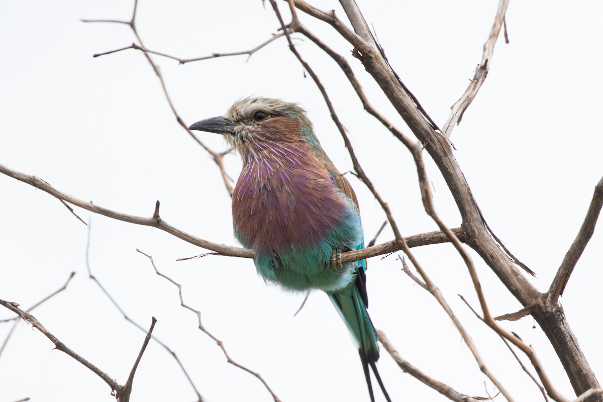 Lilac-breasted Roller - Michael Henry