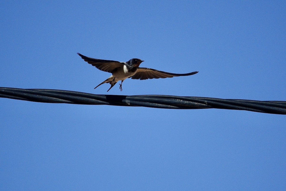 Barn Swallow - ML615468155