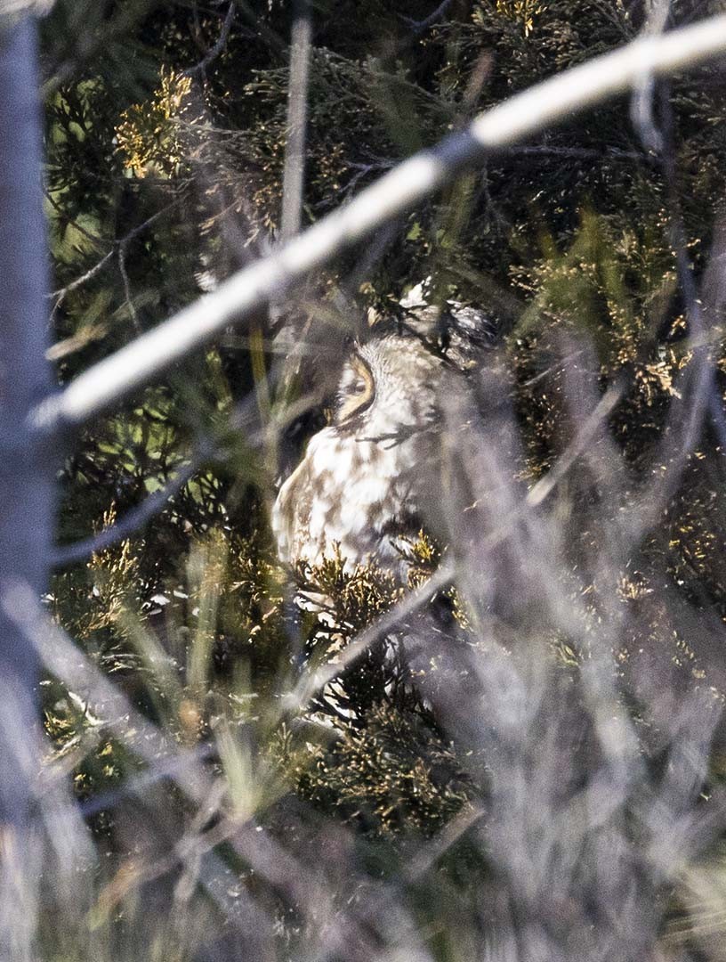 Long-eared Owl (American) - ML615468164
