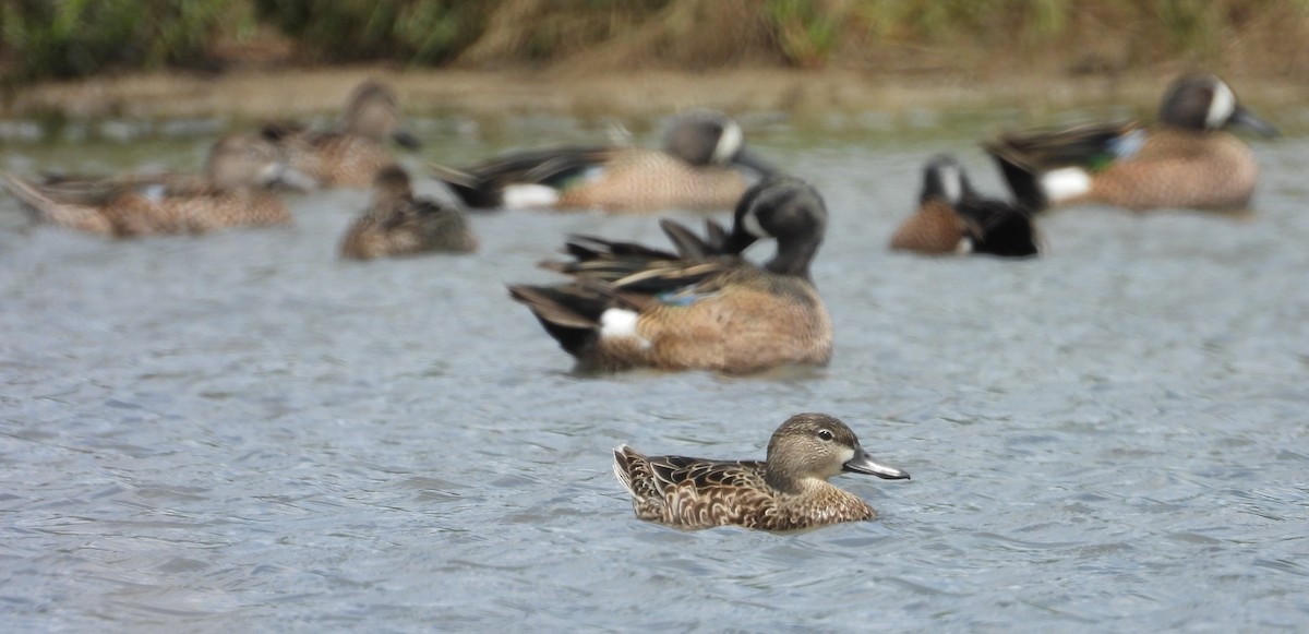 Blue-winged Teal - ML615468231