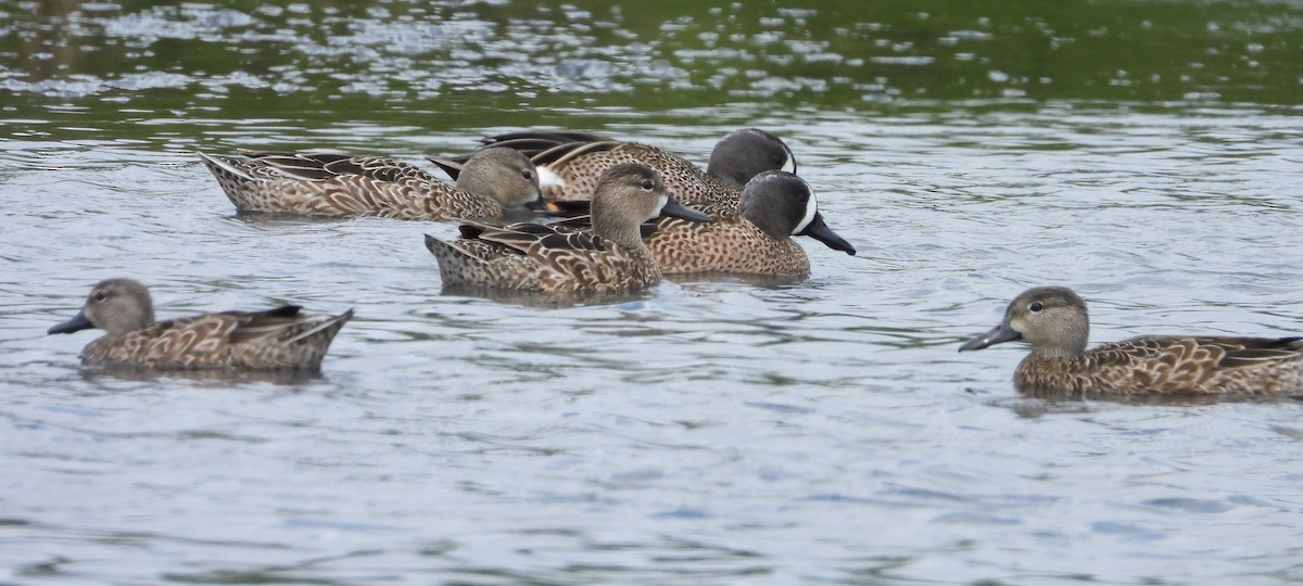 Blue-winged Teal - ML615468259