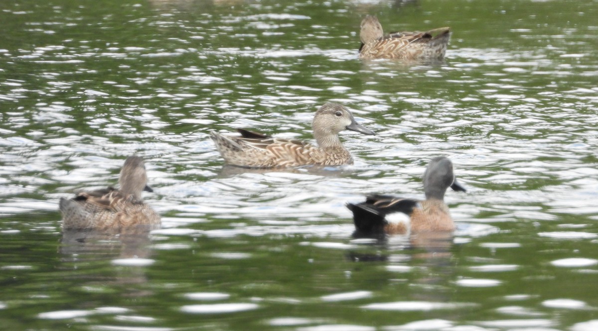 Blue-winged Teal - ML615468356