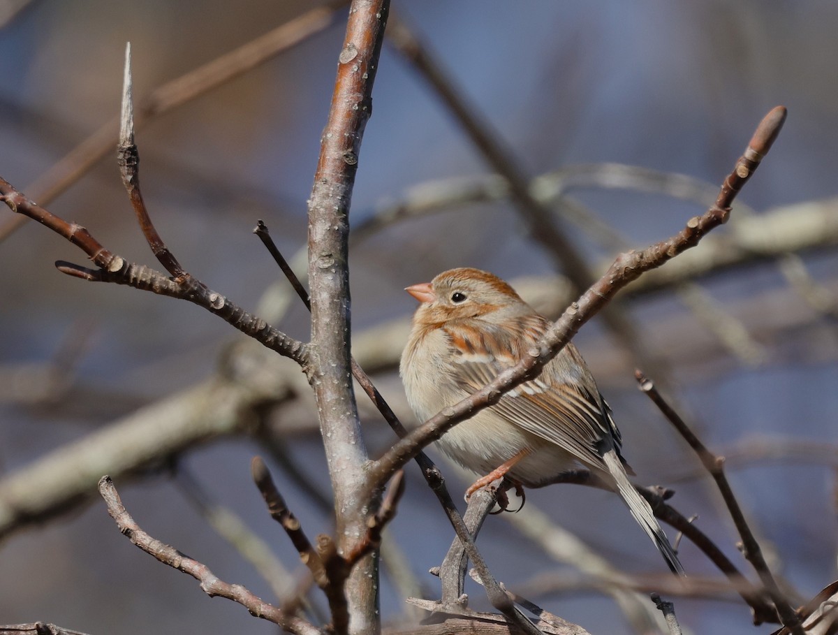Field Sparrow - James Wheatley