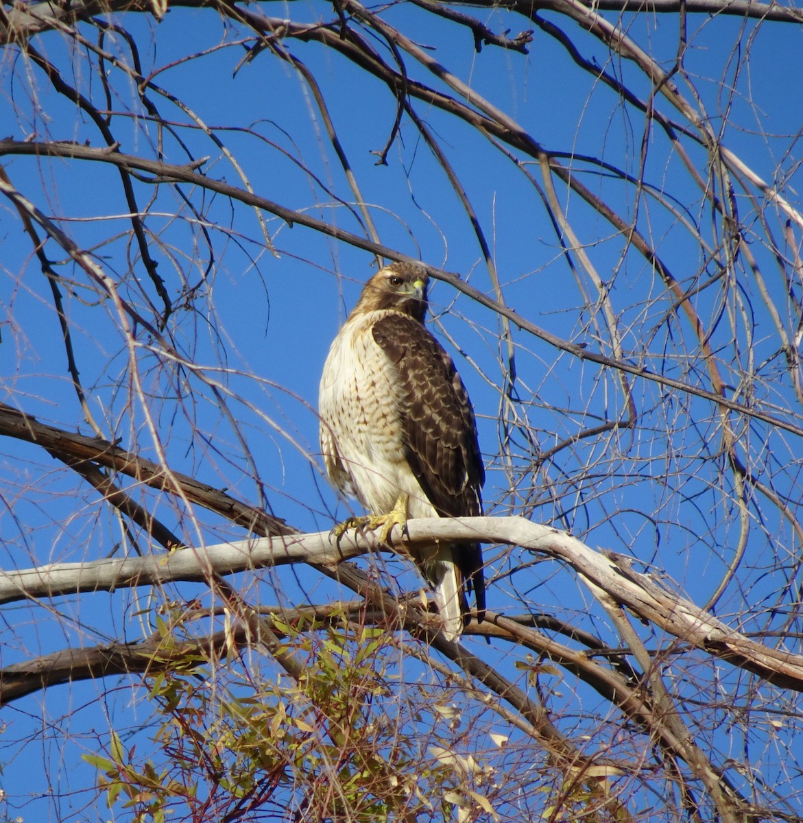 Red-tailed Hawk - ML615468857