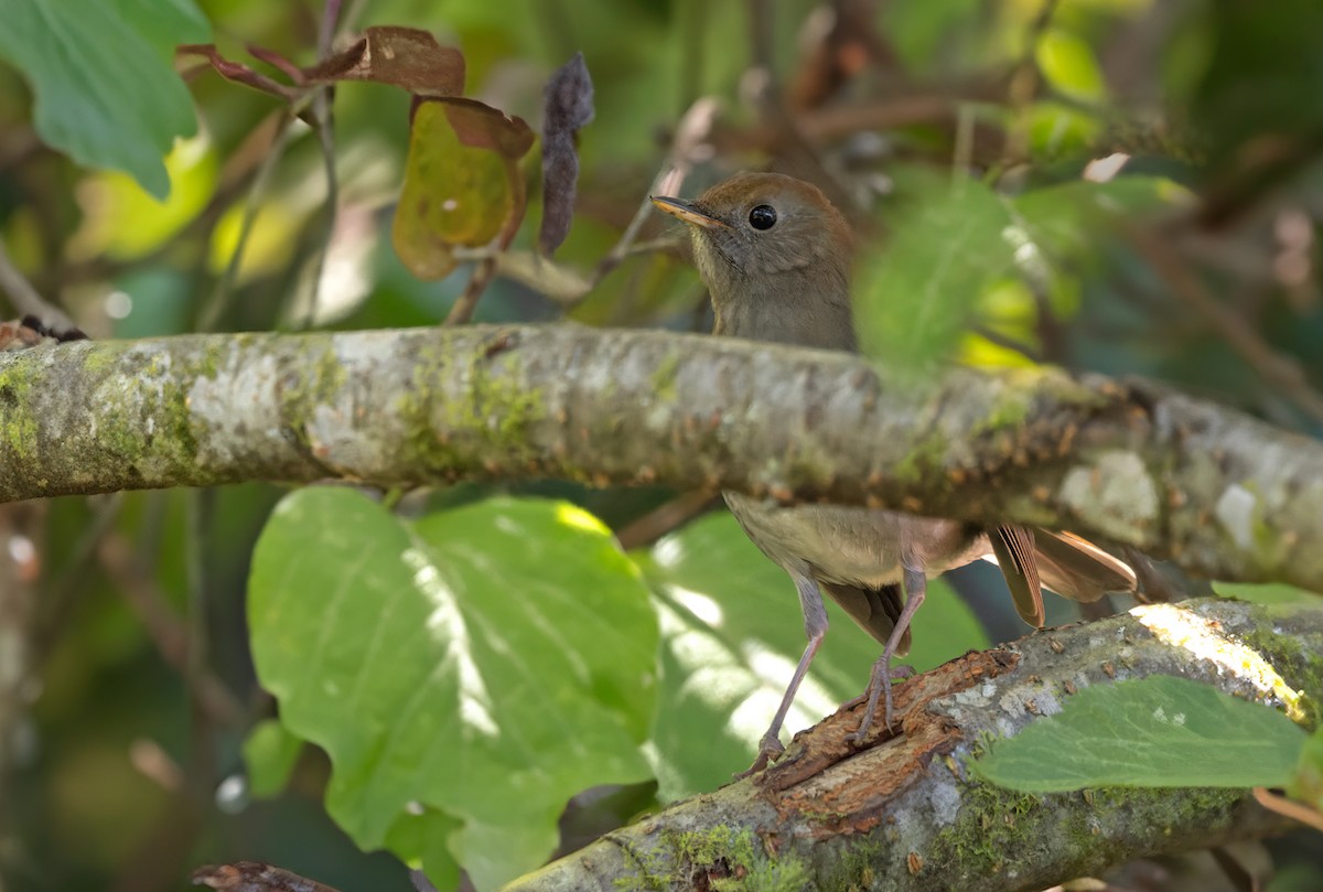 Ruddy-capped Nightingale-Thrush - Lars Petersson | My World of Bird Photography
