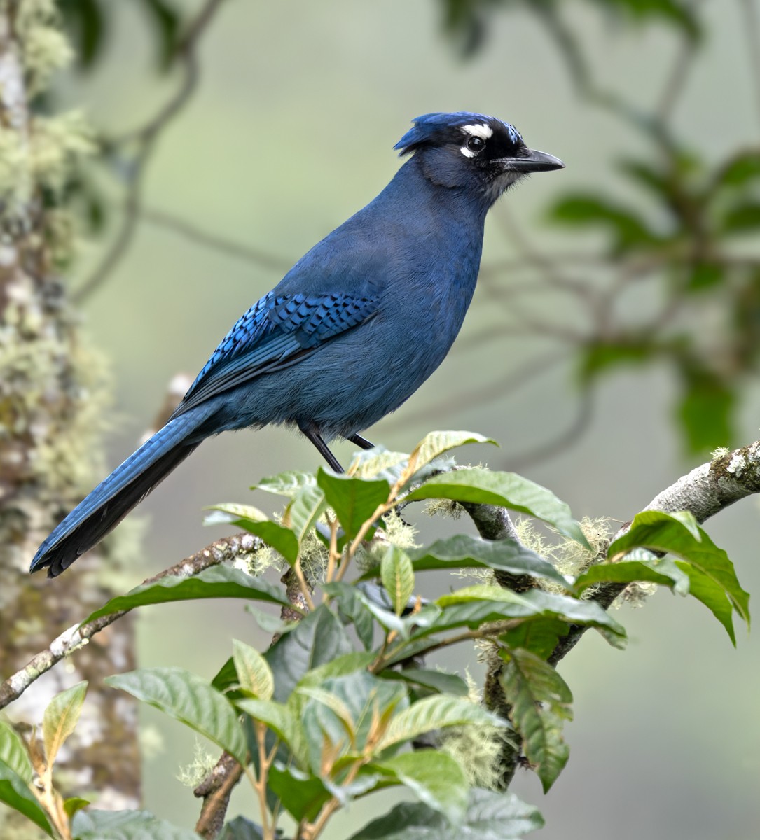 Steller's Jay (Middle American) - ML615468878