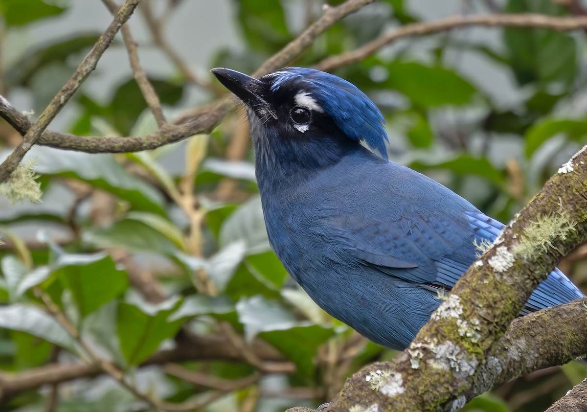 Steller's Jay (Middle American) - Lars Petersson | My World of Bird Photography