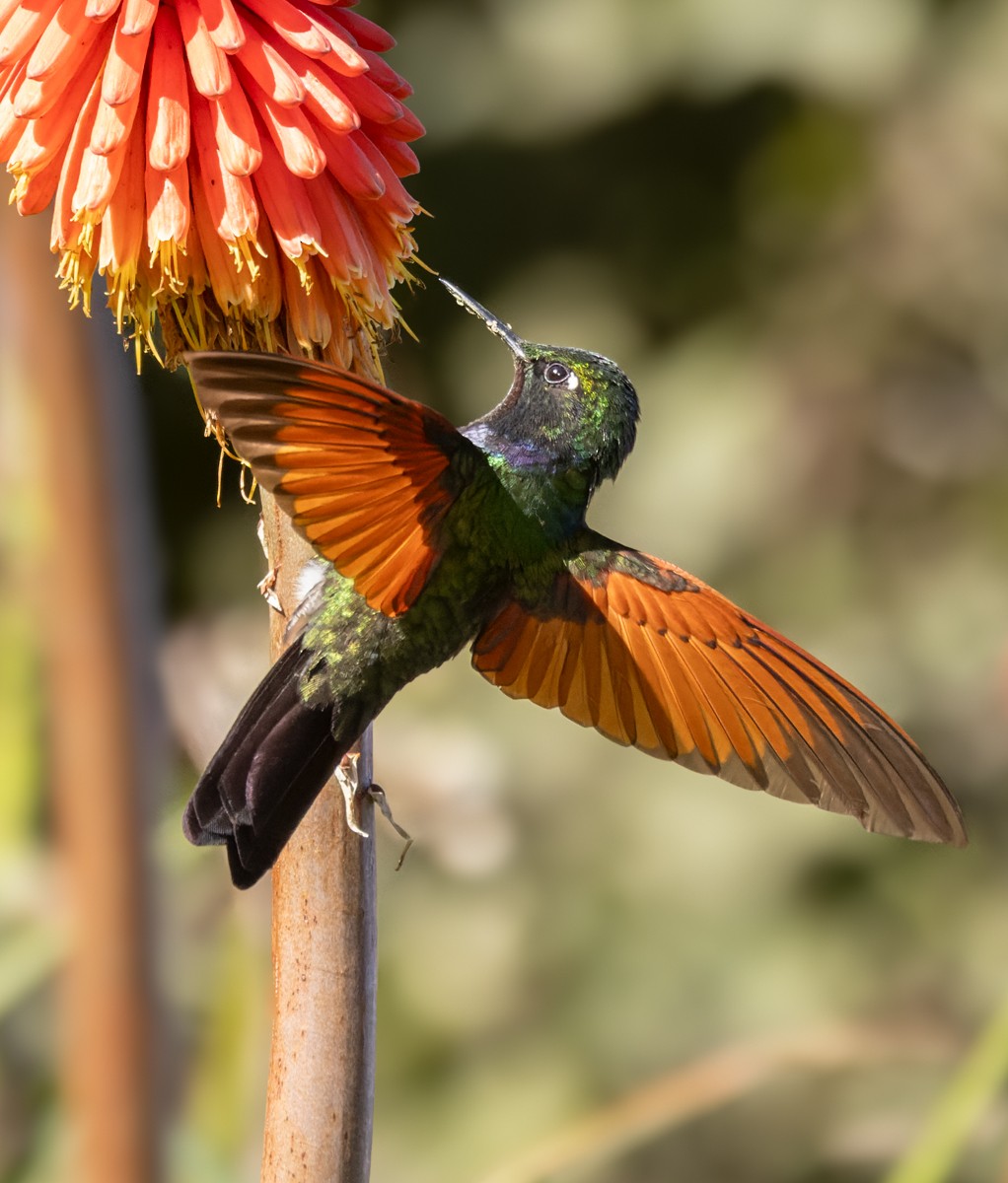 Garnet-throated Hummingbird - Lars Petersson | My World of Bird Photography