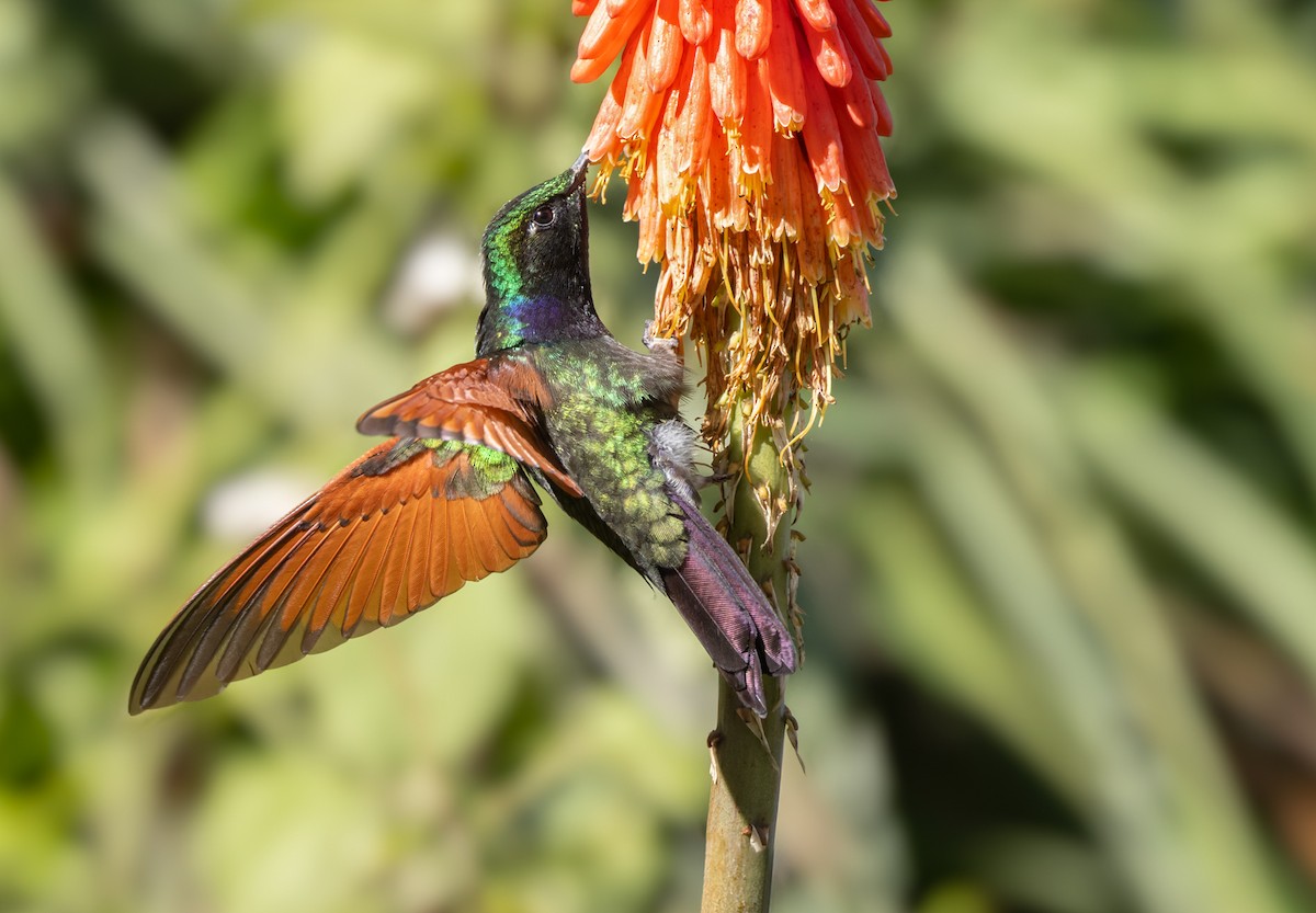 Garnet-throated Hummingbird - ML615468890
