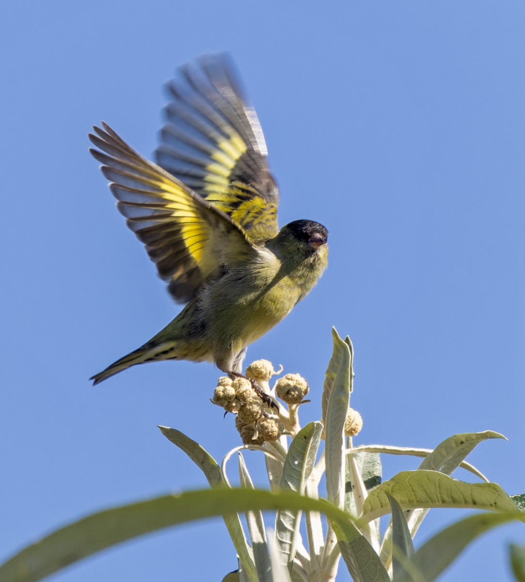 Black-capped Siskin - Lars Petersson | My World of Bird Photography