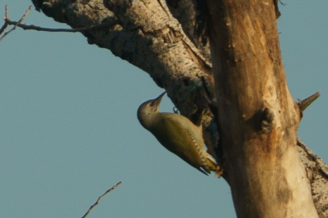 Gray-headed Woodpecker - ML615469447