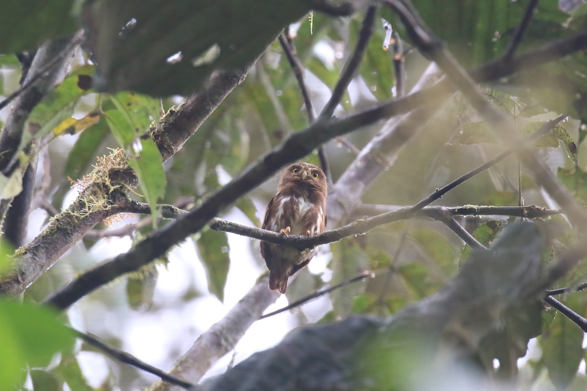 Subtropical Pygmy-Owl - Jildert Hijlkema