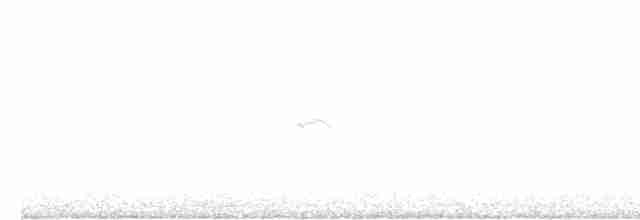 Common Chiffchaff (Siberian) - ML615469515
