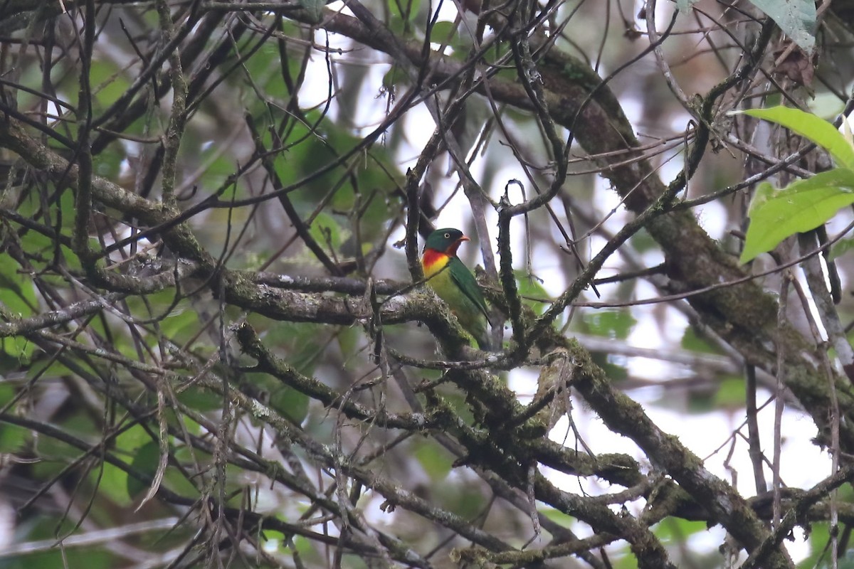 Scarlet-breasted Fruiteater (squamipectus) - ML615469654