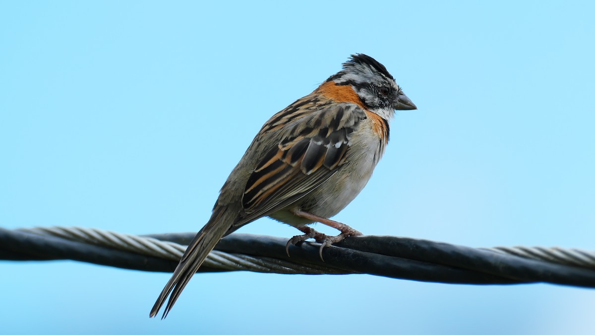 Rufous-collared Sparrow - ML615469744