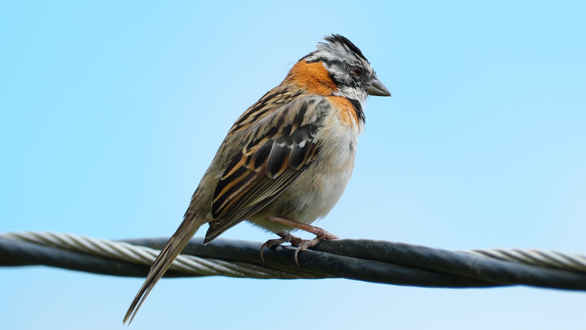 Rufous-collared Sparrow - ML615469746