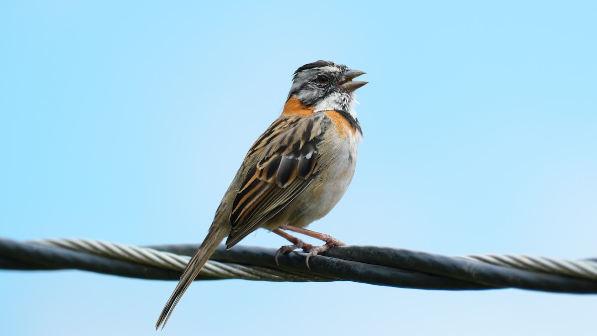Rufous-collared Sparrow - ML615469747