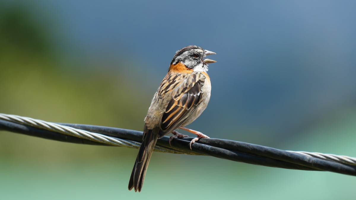 Rufous-collared Sparrow - ML615469748