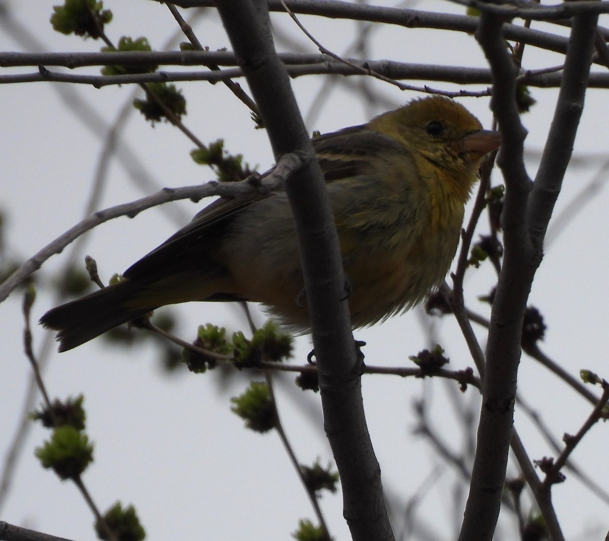 Western Tanager - C.J. Goin