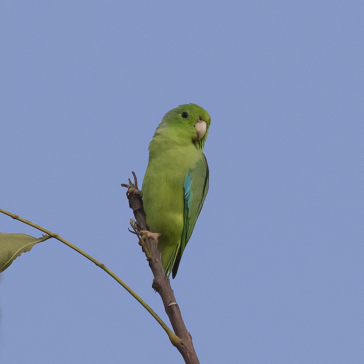 Turquoise-winged Parrotlet - ML615469886