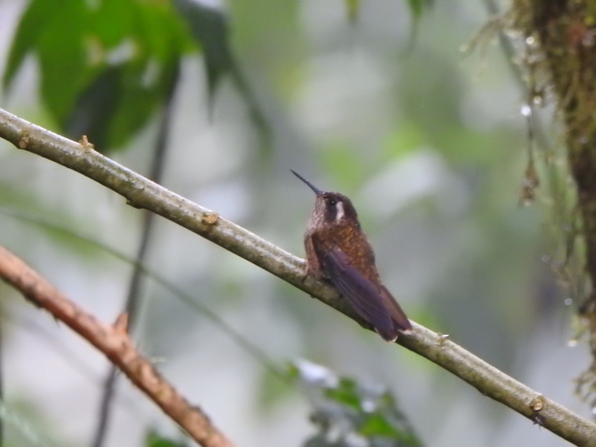 Speckled Hummingbird - ML615469978