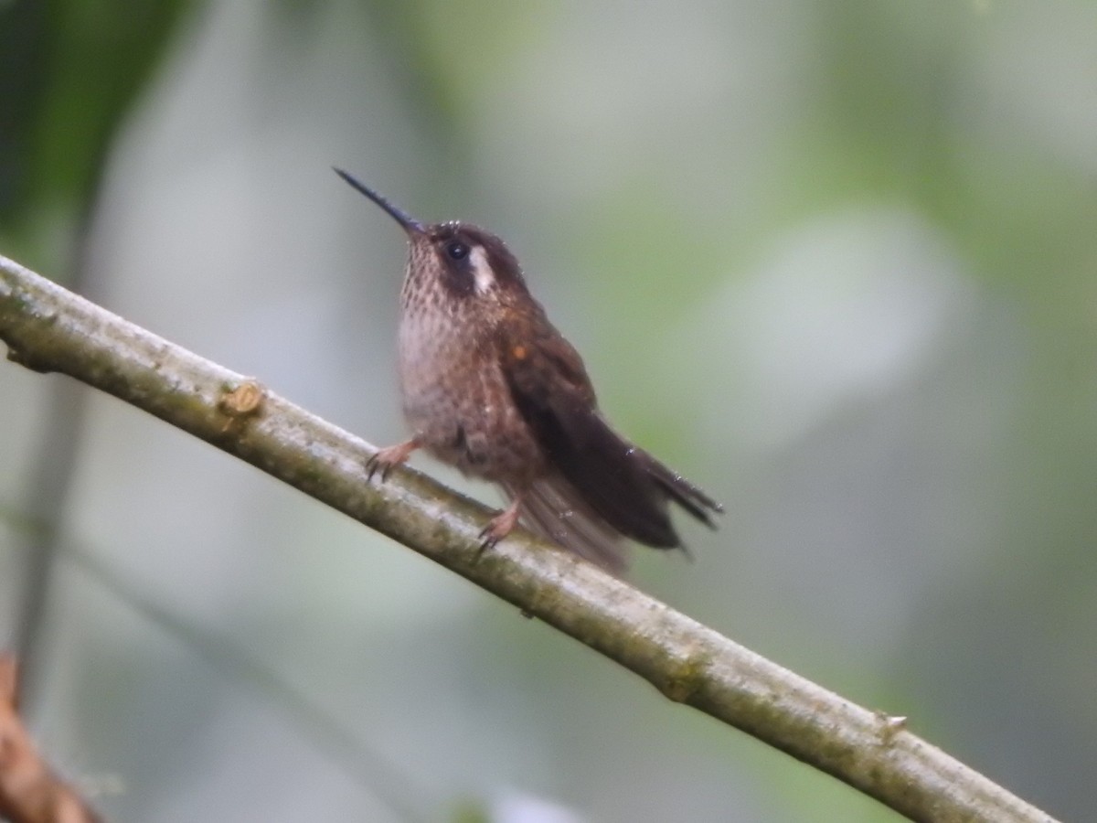 Speckled Hummingbird - ML615469979