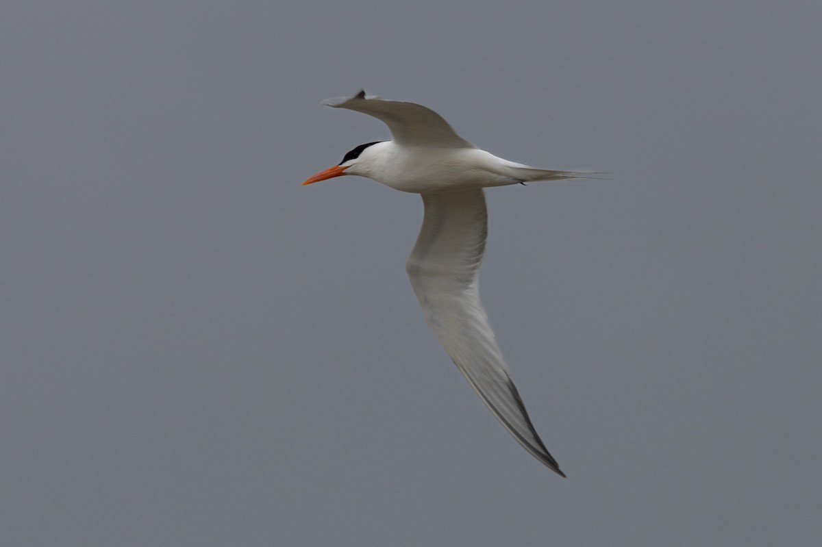 Royal Tern - ML615470067