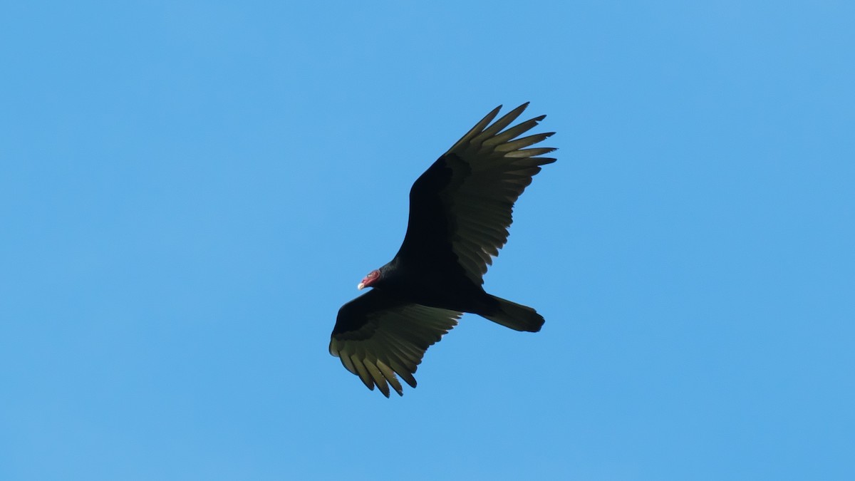 Turkey Vulture (Tropical) - ML615470070