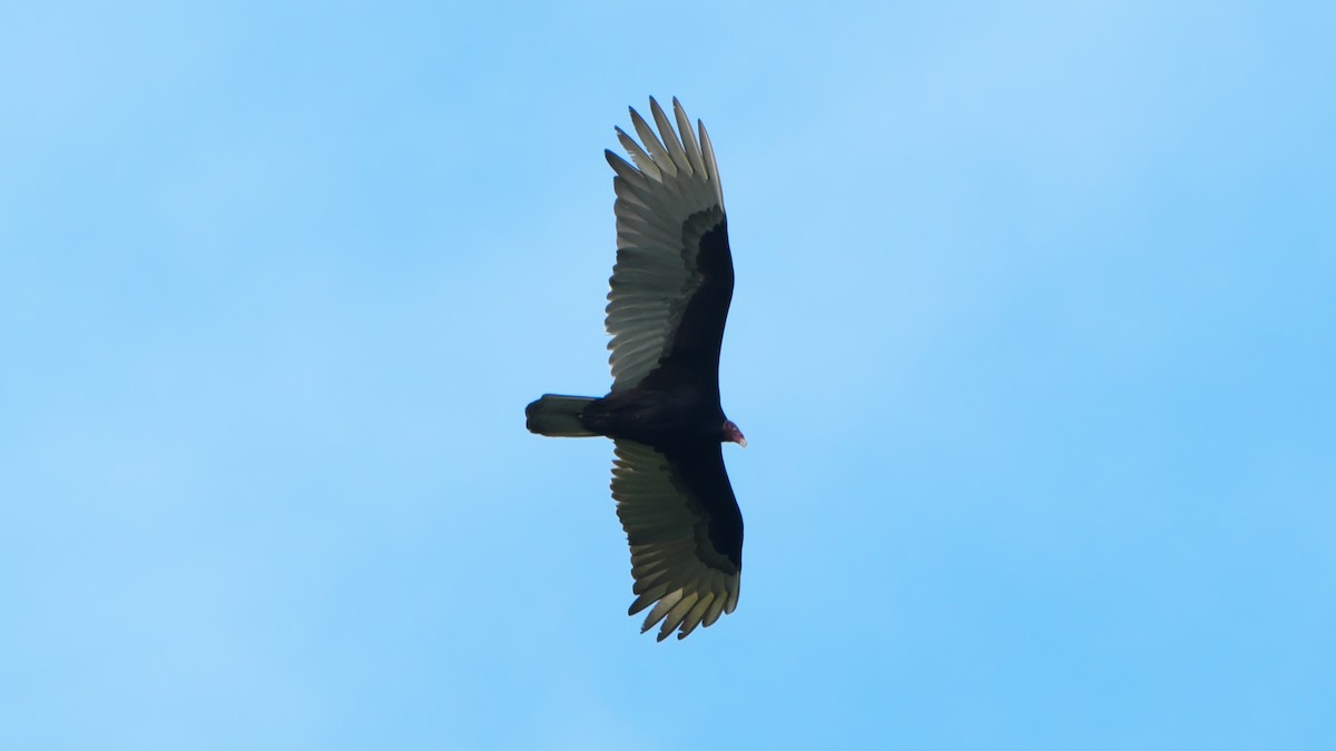Turkey Vulture (Tropical) - ML615470071