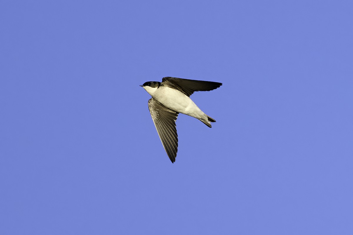 Tree Swallow - ML615470166