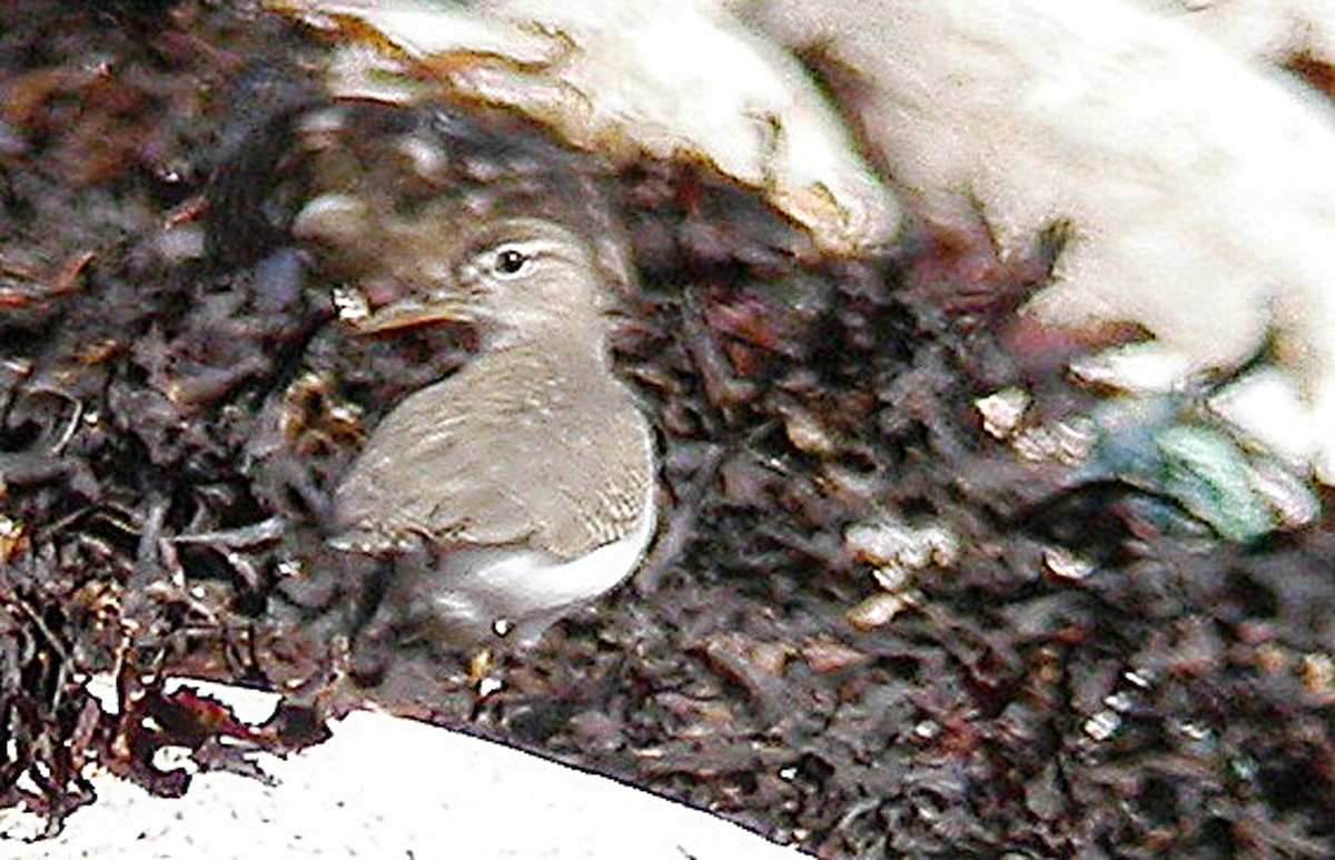 Spotted Sandpiper - Ray Scally