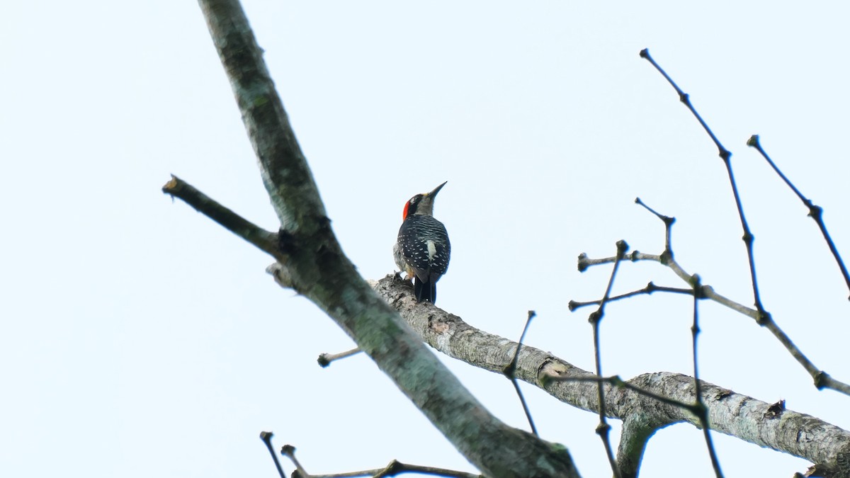 Black-cheeked Woodpecker - ML615470218
