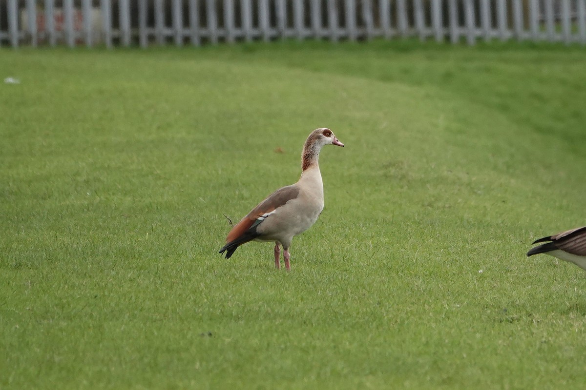 eBird Checklist - 29 Feb 2024 - Audenshaw Reservoirs - 26 species