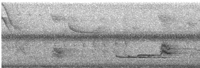 Long-tailed Manakin - ML615470265