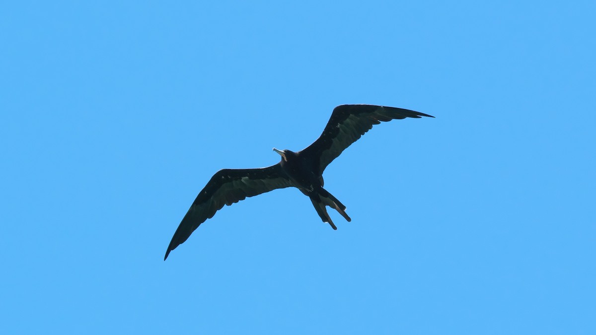 Magnificent Frigatebird - ML615470284
