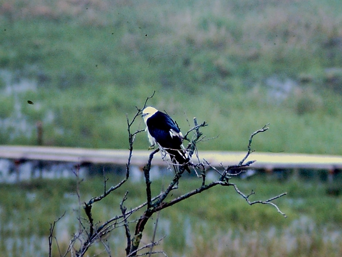 Swallow-tailed Kite - ML615470456