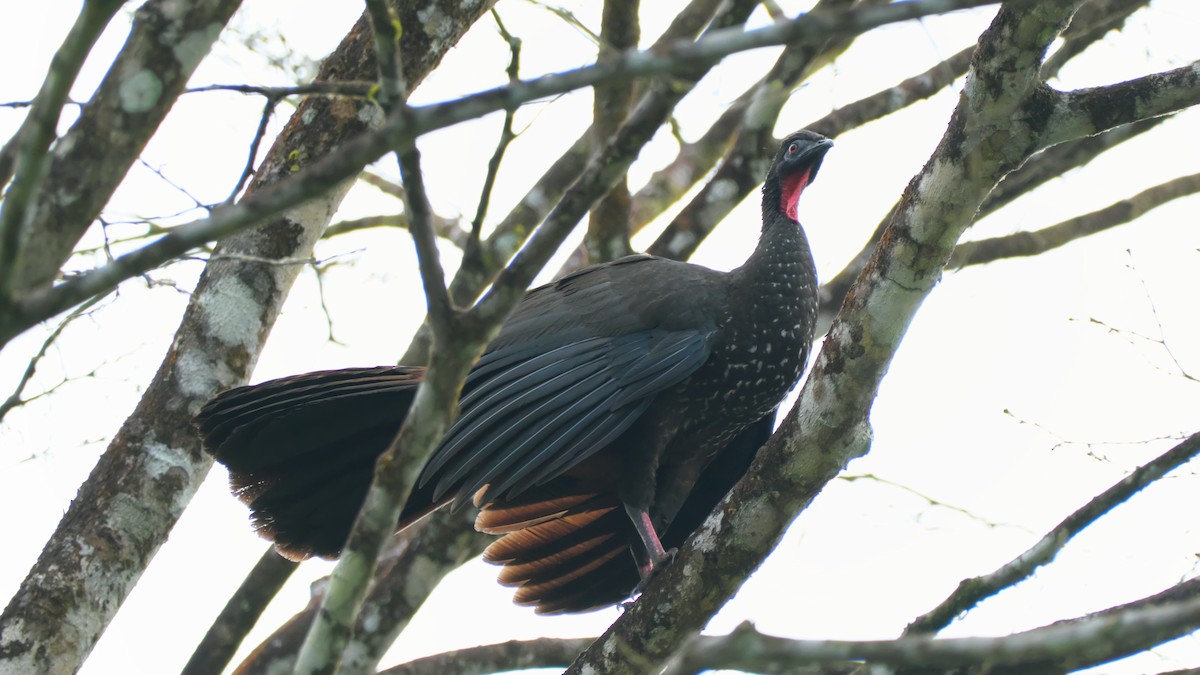 Crested Guan - ML615470598