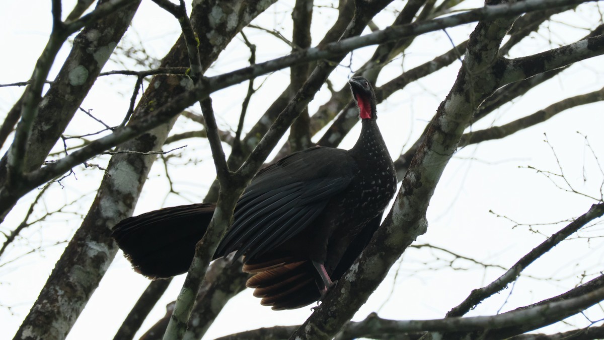 Crested Guan - ML615470599