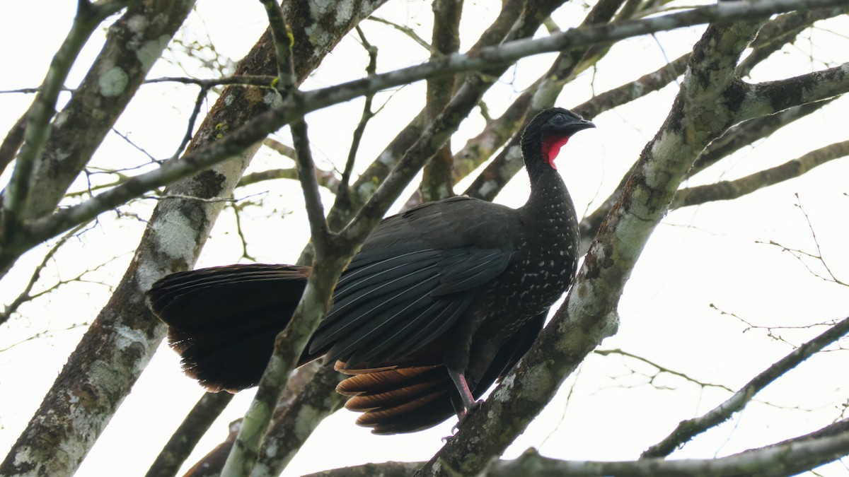 Crested Guan - ML615470601