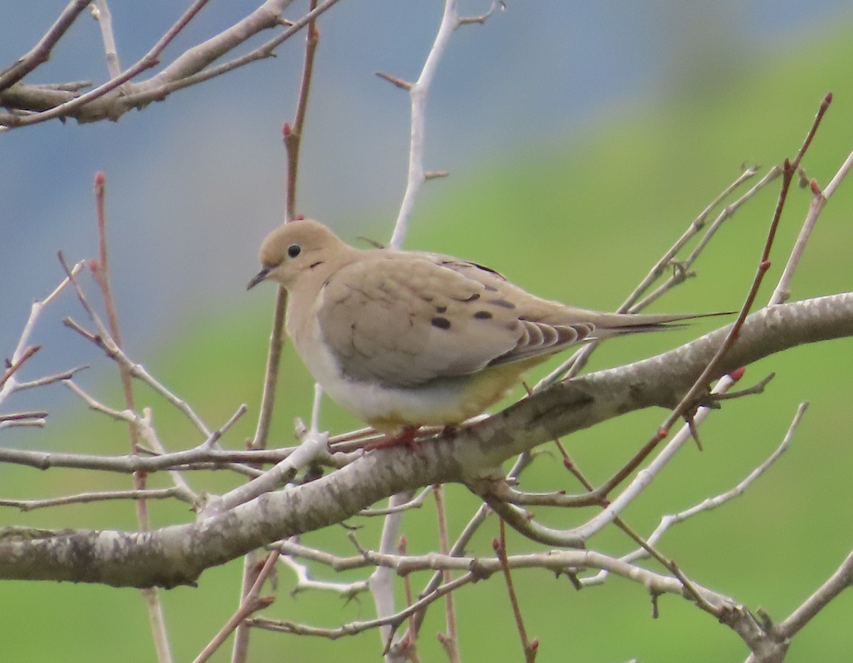 Mourning Dove - The Spotting Twohees