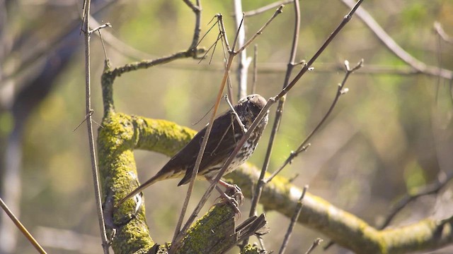 Fox Sparrow (Sooty) - ML615470722