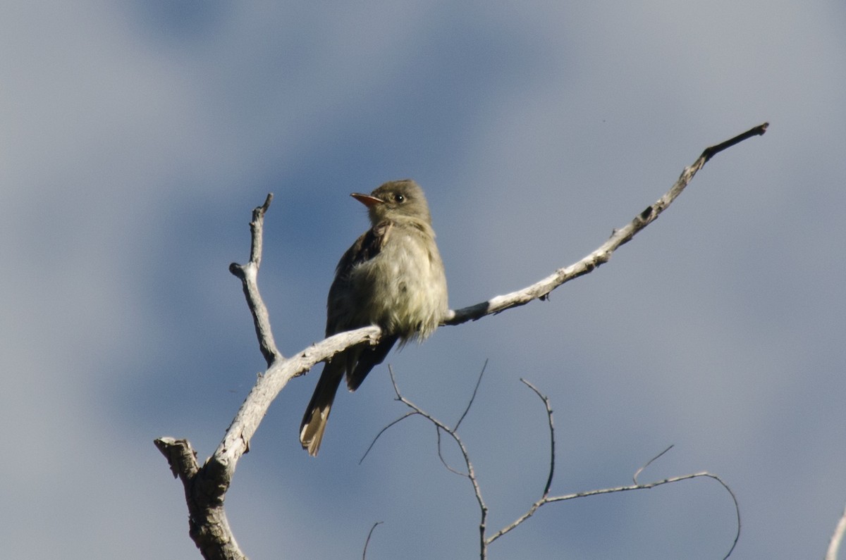 Greater Pewee - ML615470734