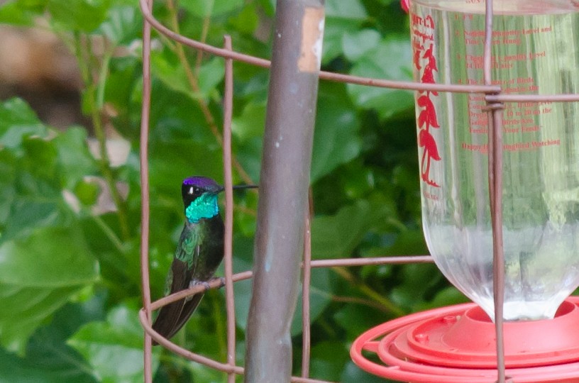 kolibřík skvostný - ML615470865