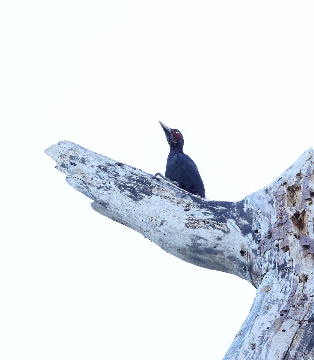 Northern Sooty-Woodpecker - Mika Ohtonen