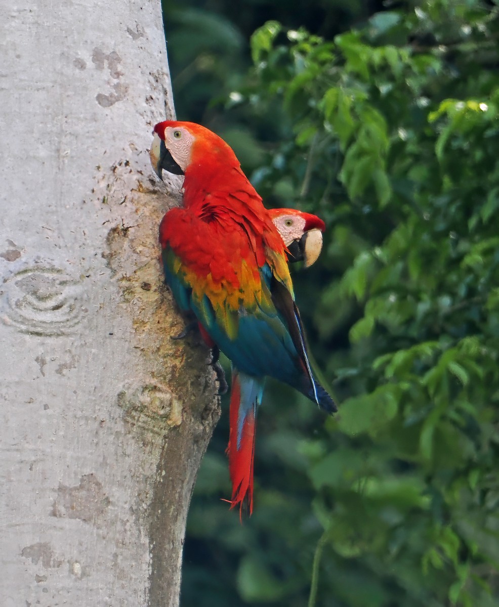 Scarlet Macaw - ML615471265